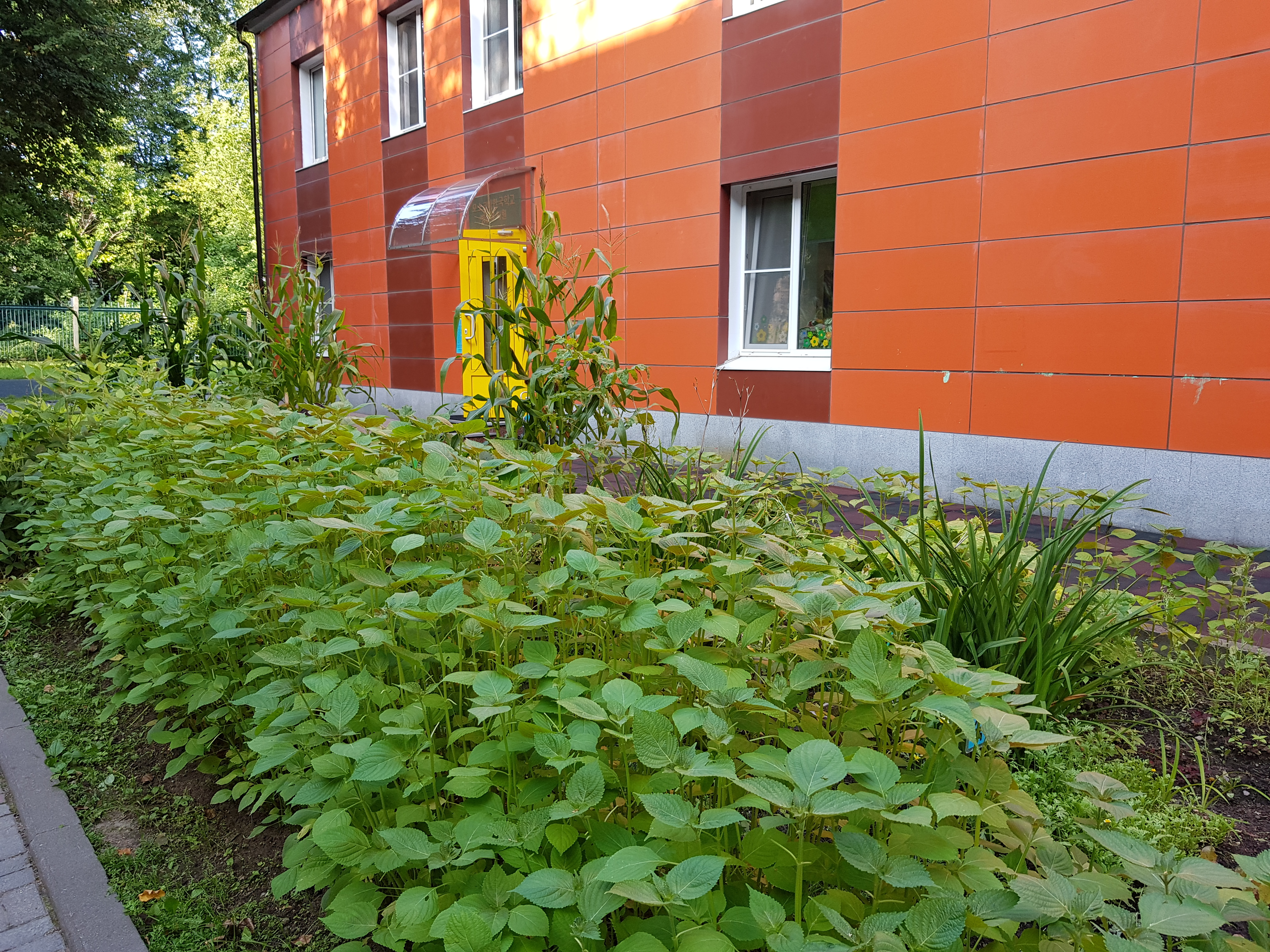 ��� ���� ����