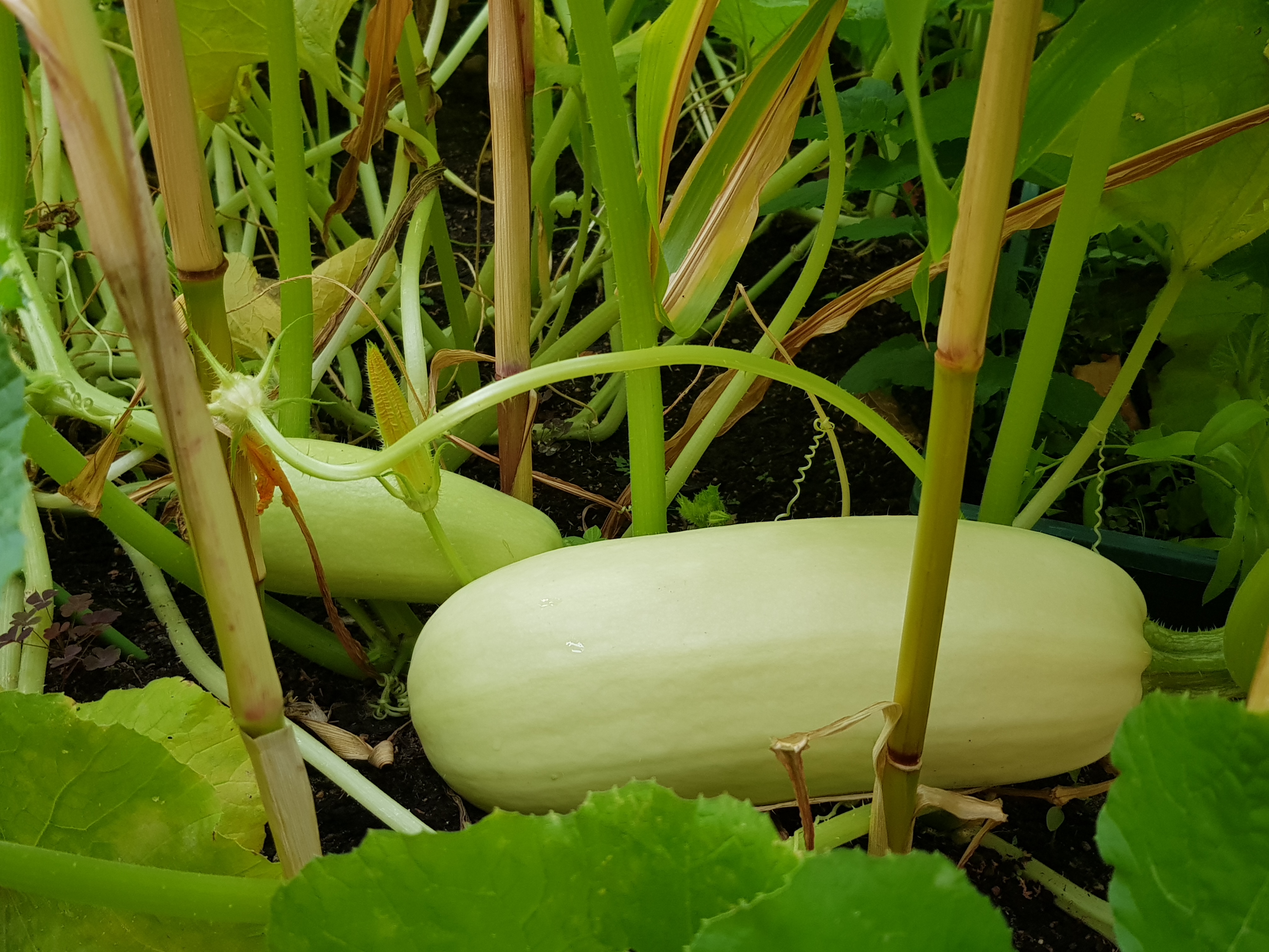 �ձ۵ձ� ư���� ȣ��