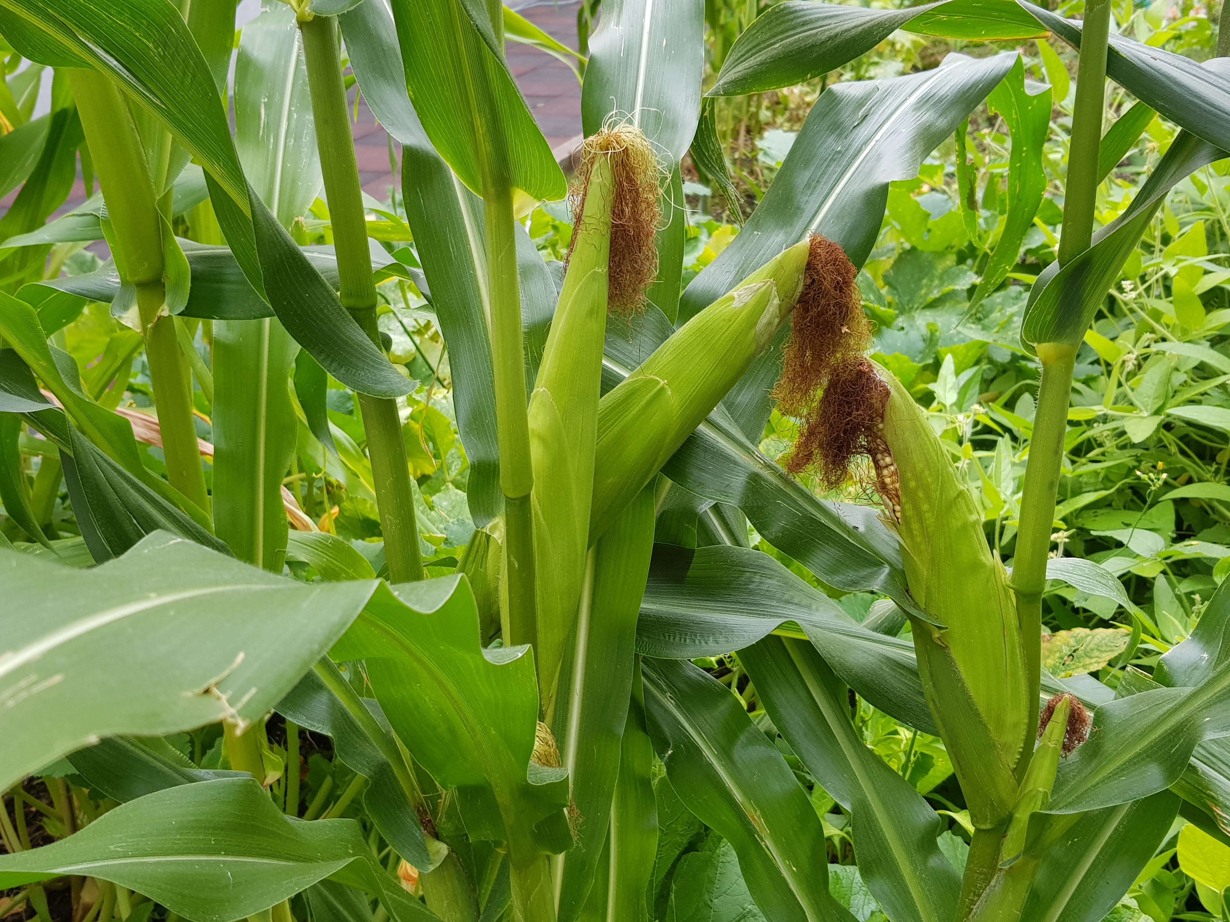 ���� �ڶ�� ������